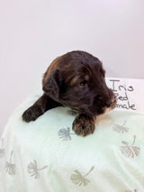 Iris Red Collar Female