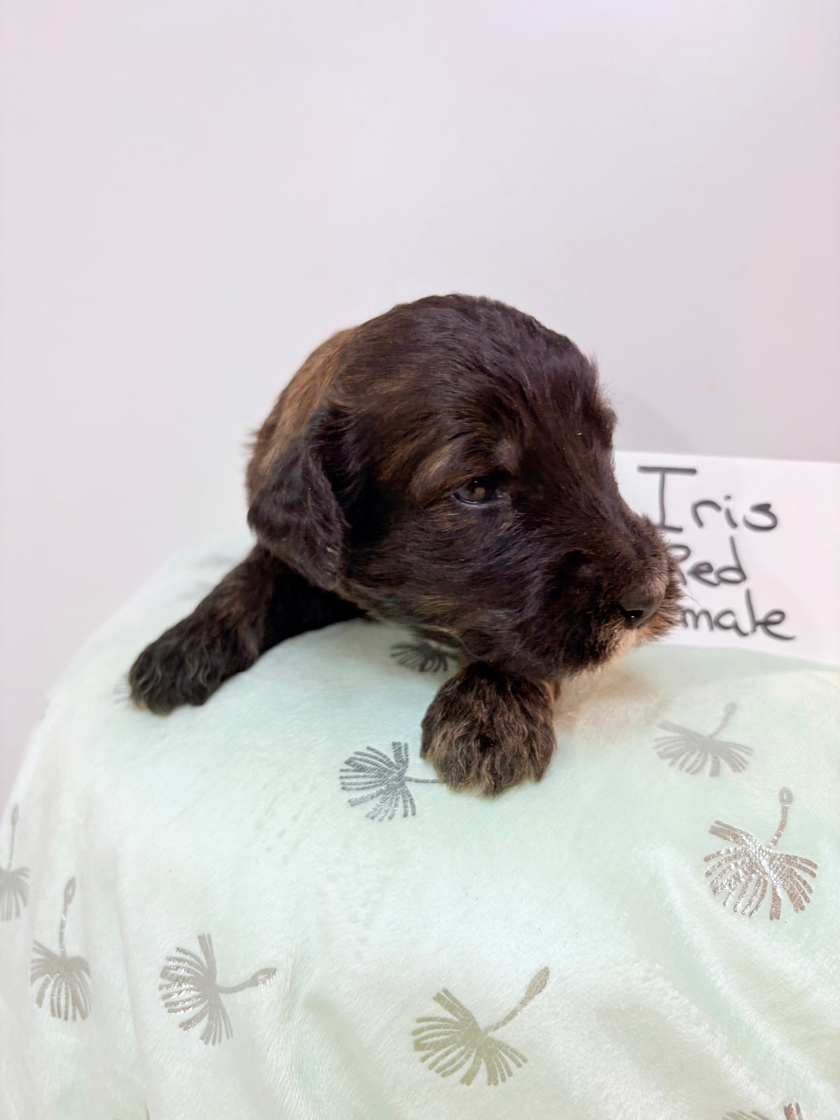 Iris Red Collar Female