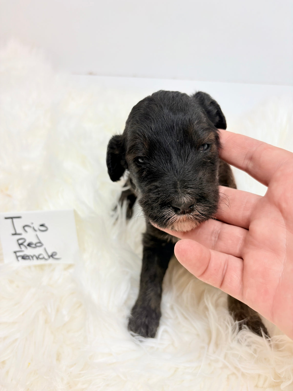 Iris Red Collar Female