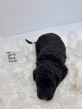 Iris Blue Collar Male