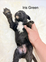Iris Green Collar Male