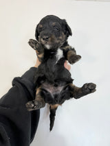 Charlie Green Collar Male
