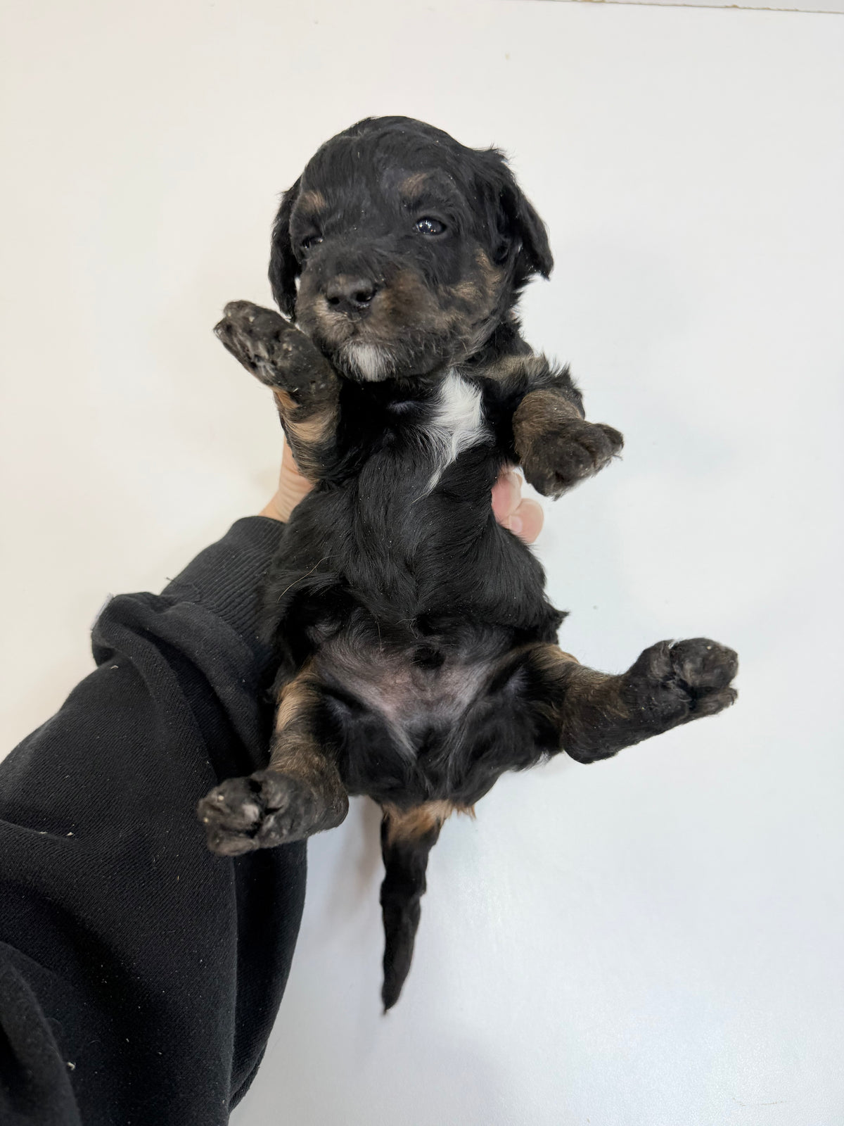 Charlie Green Collar Male