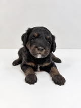 Charlie Green Collar Male