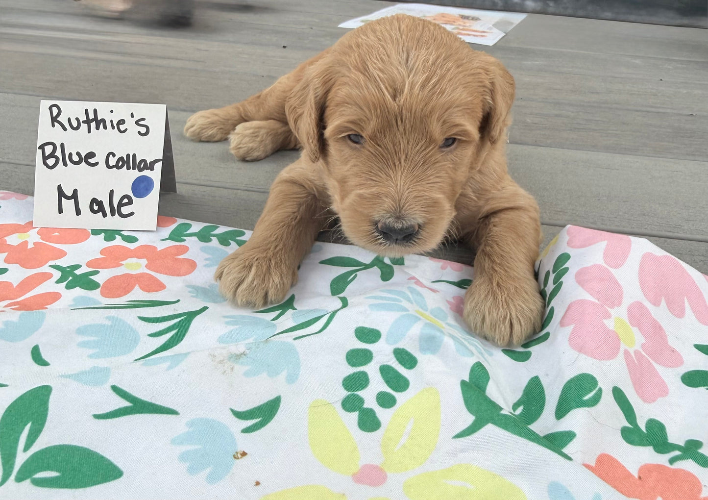 Ruthie's Blue Collar