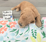 Ruthie's Blue Collar