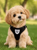 Dog Harness