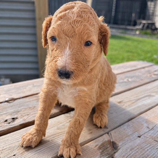 Teagan Blue Collar Male
