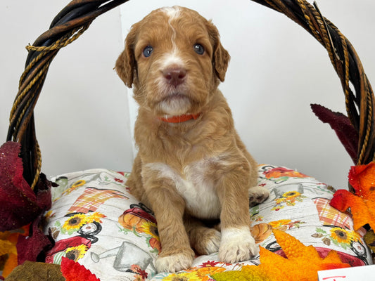 Teagan Orange Collar Male