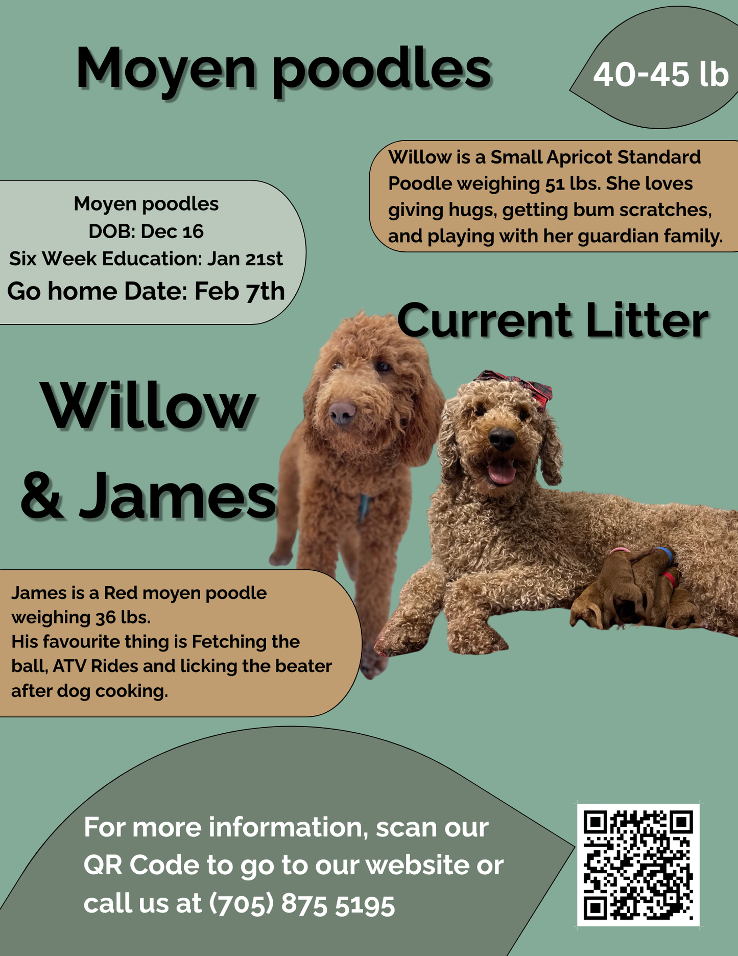 Willow's Green Collar