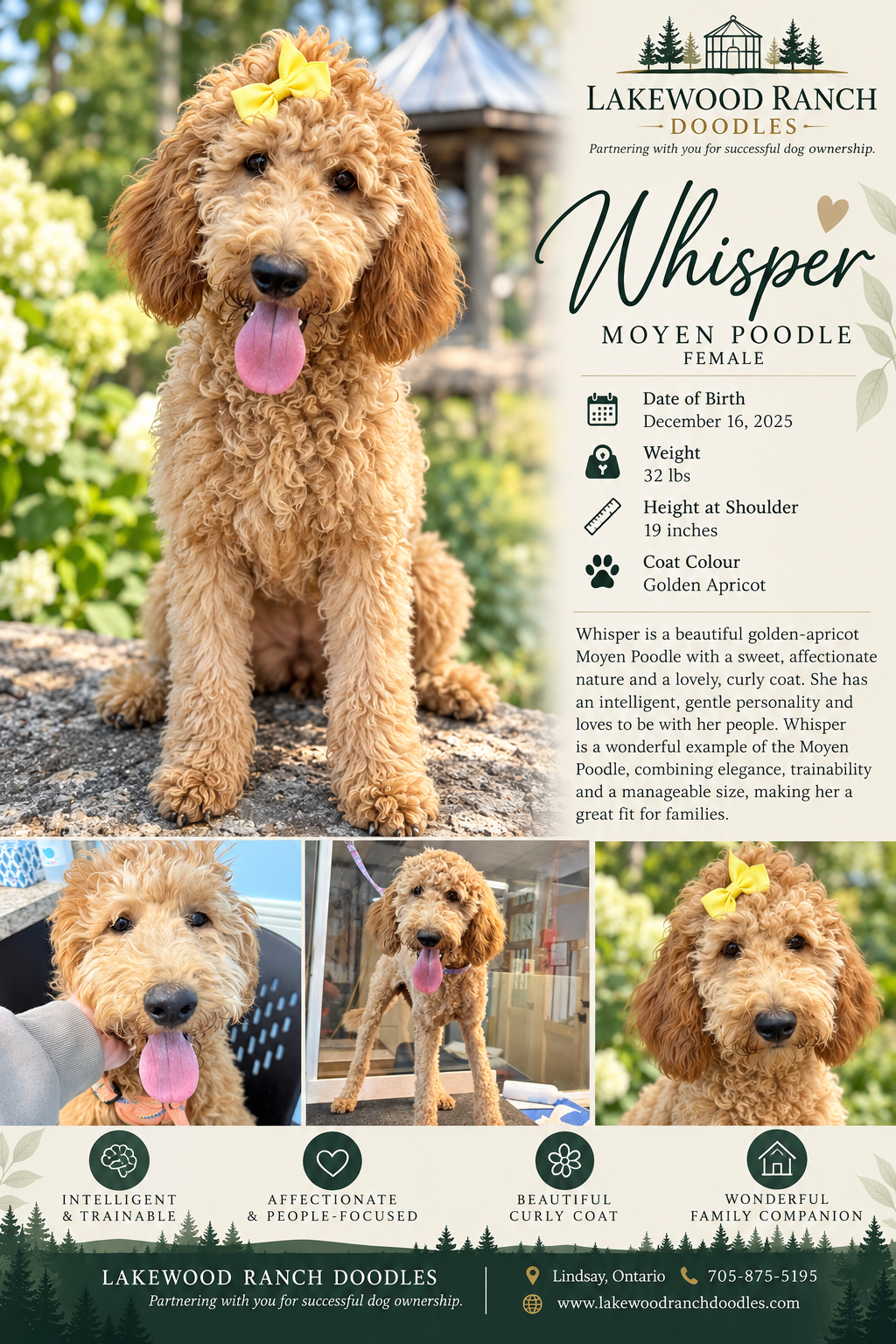 Whisper