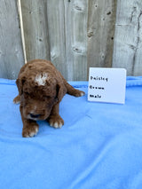 Paisley's Brown Collar