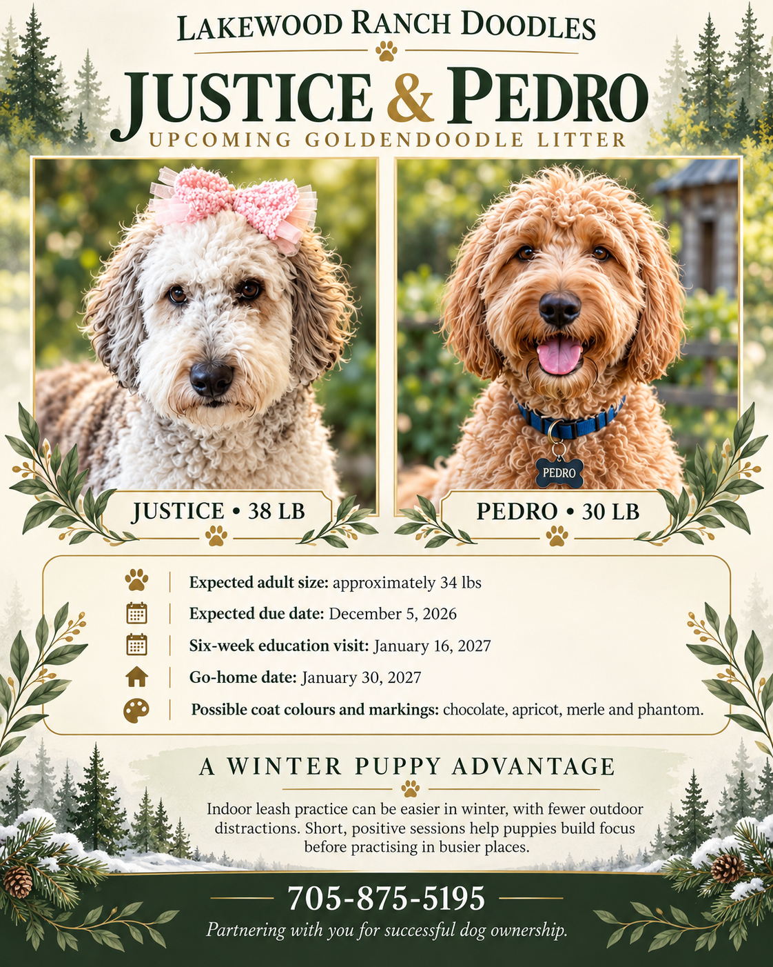 Justice and Pedro's Upcoming Goldendoodle Litter