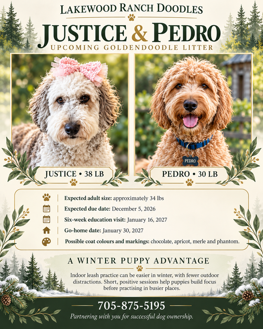 Justice and Pedro's Upcoming Goldendoodle Litter