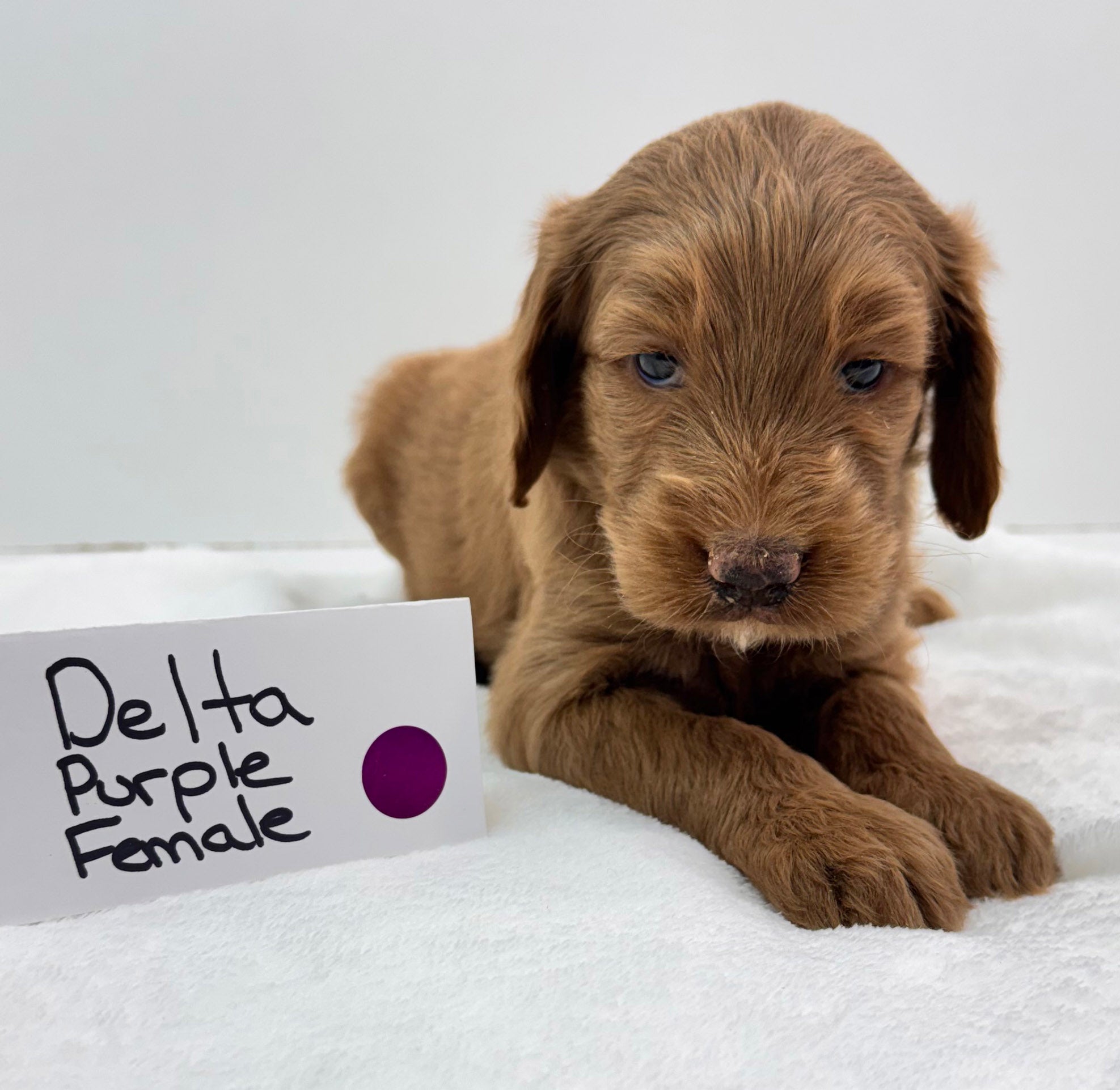 Delta's Purple Collar