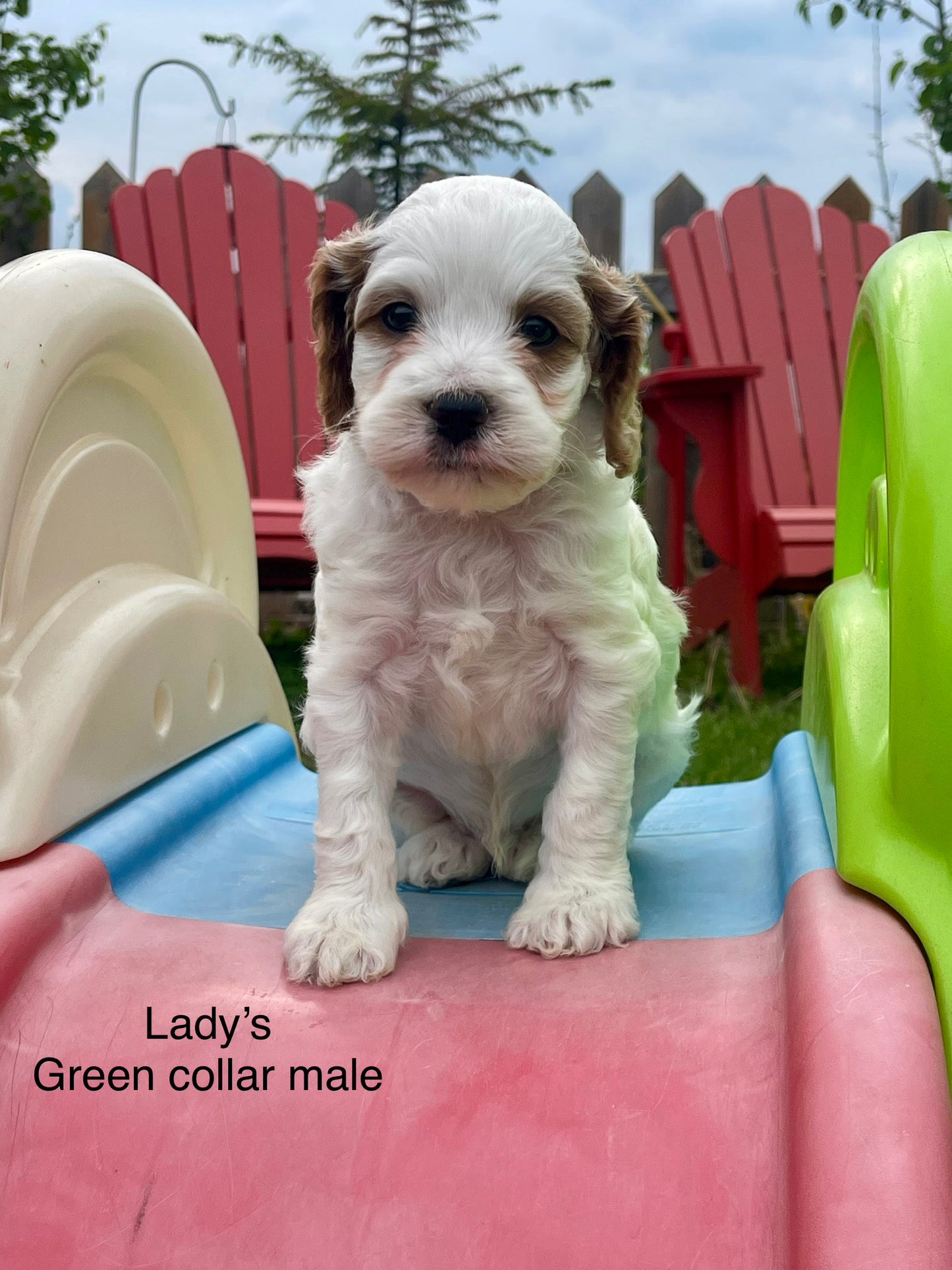 Lady's Green Collar