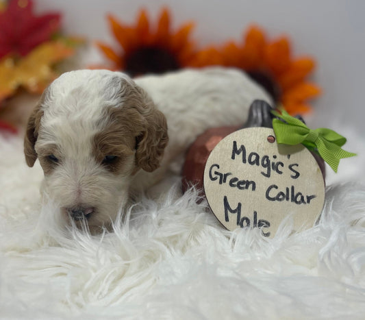 Magic Green Collar Male