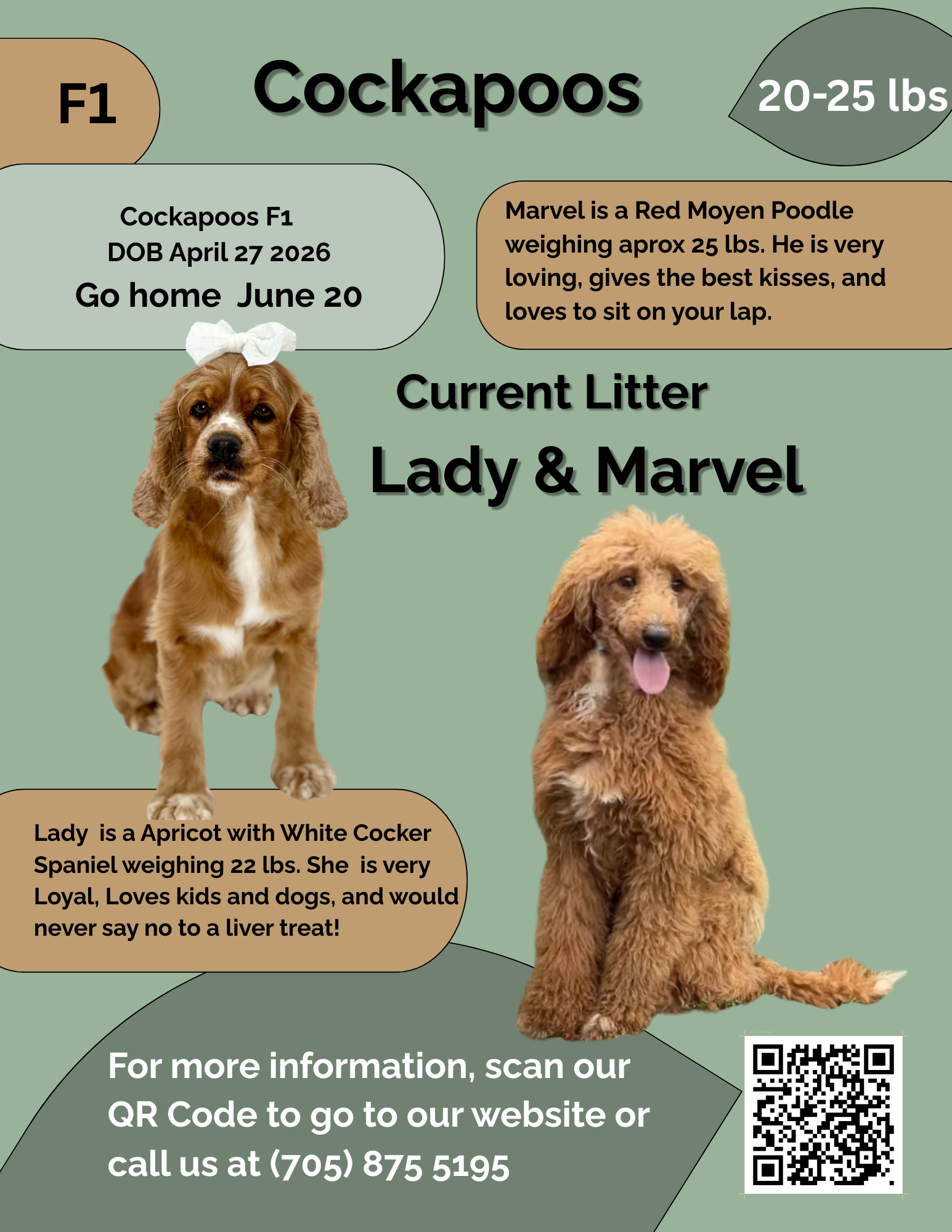 Lady's Pink Collar