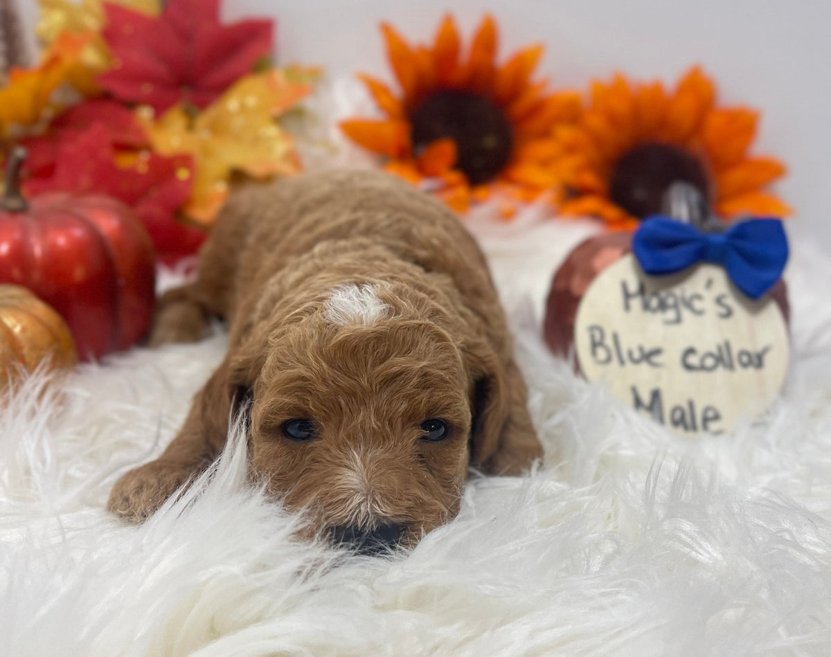 Magic Blue Collar Male