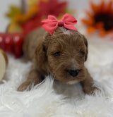 Magic Pink Collar Female