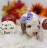 Magic Purple Collar Female