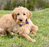 Martini's Blue Collar