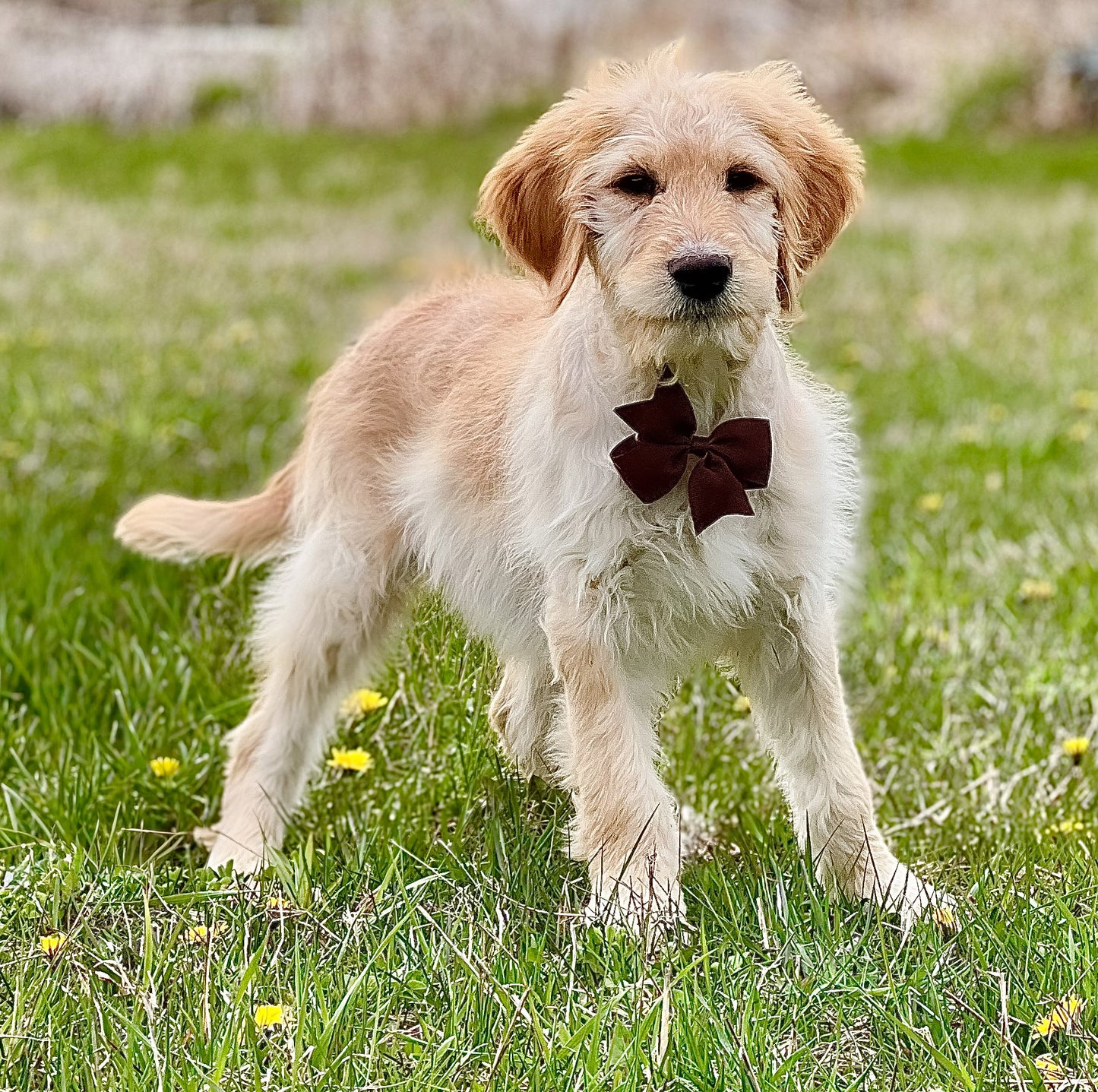 Martini's Brown Collar