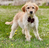 Martini's Brown Collar
