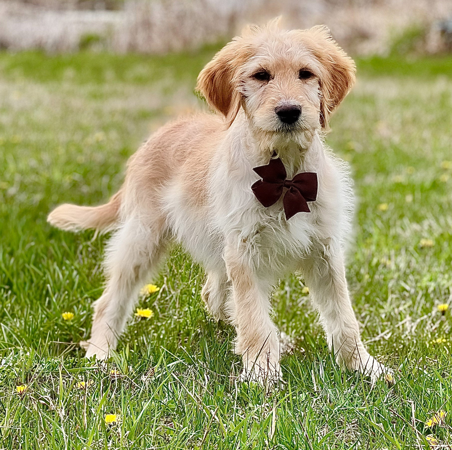 Martini's Brown Collar