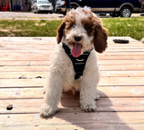 Melody's Orange Collar