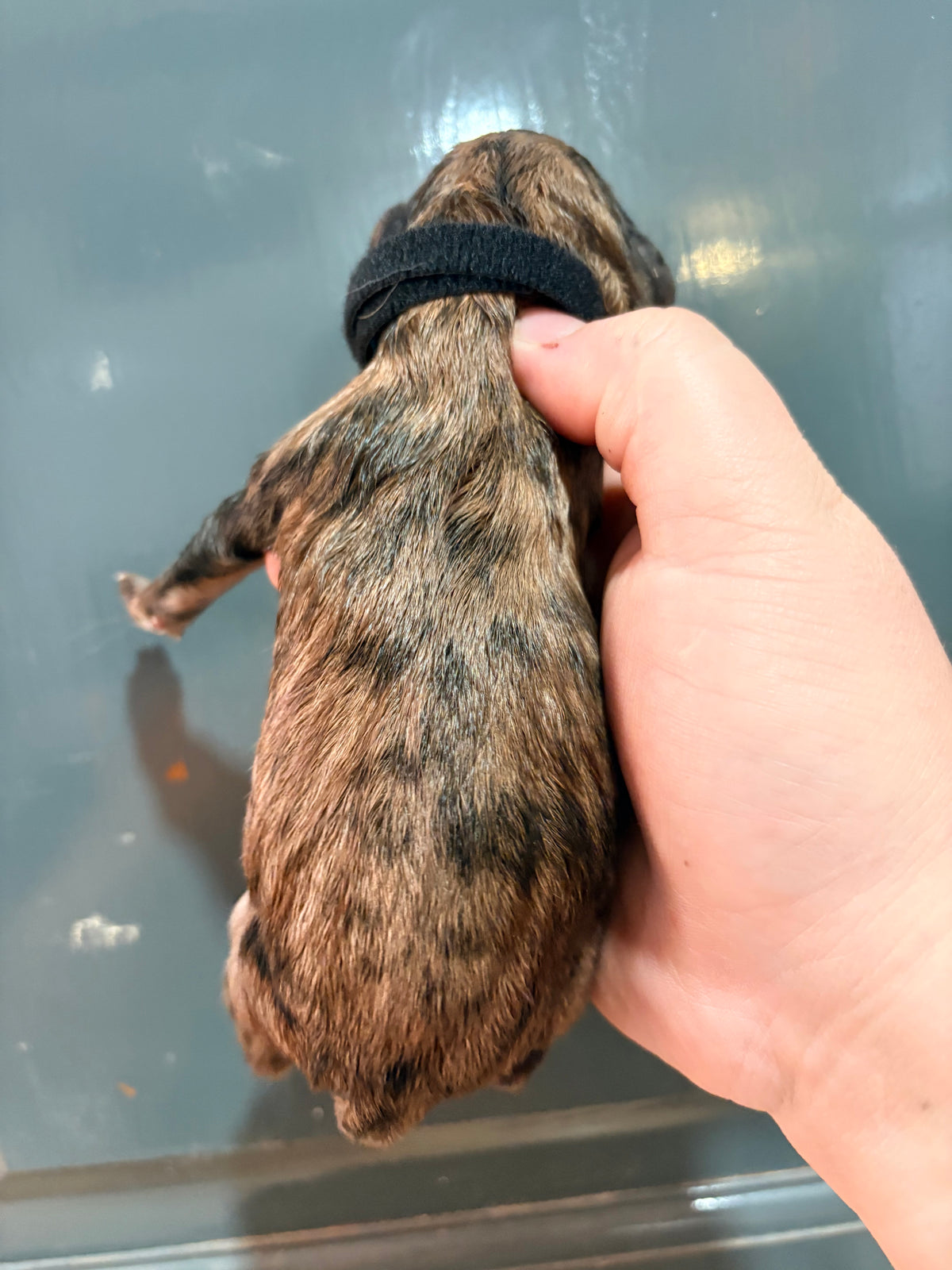 Nala Black Male