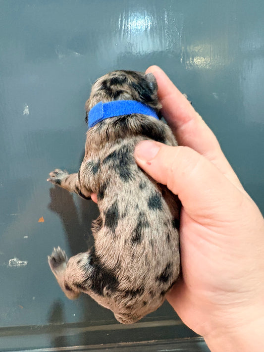 Nala Blue Collar Male