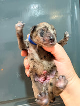 Nala Blue Collar Male