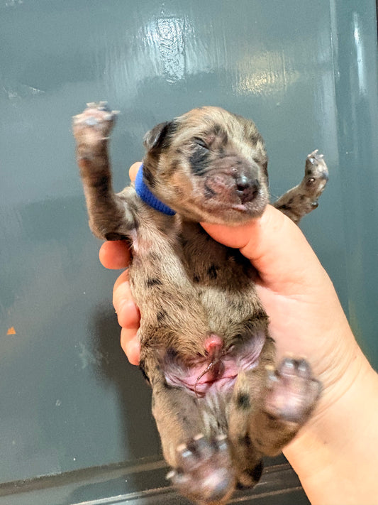 Nala Blue Collar Male