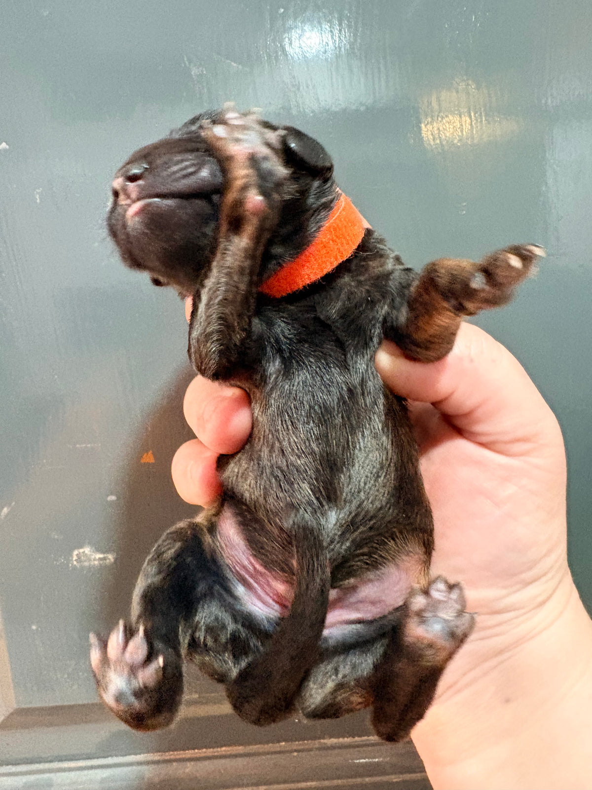 Nala Orange Male