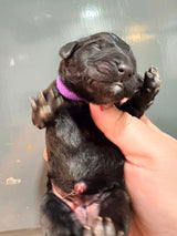 Nala Purple Collar Female