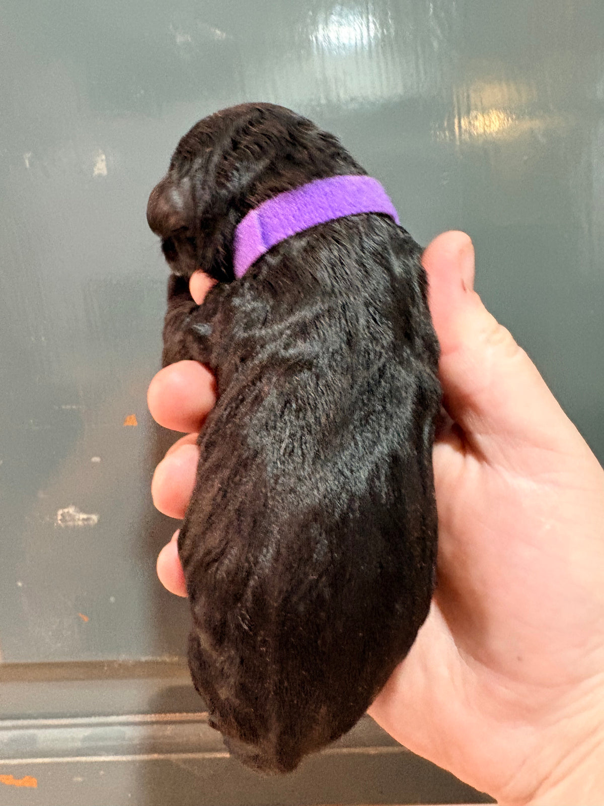 Nala Purple Collar Female