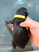 Nala Yellow Collar Female