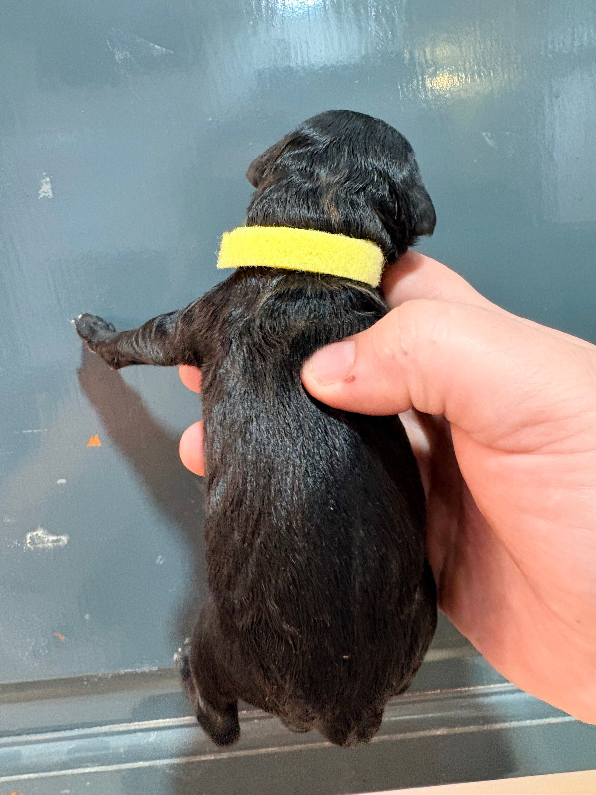 Nala Yellow Collar Female