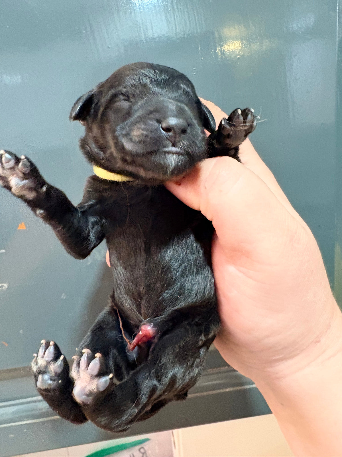 Nala Yellow Collar Female