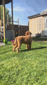 Willow's Green Collar