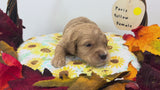 Paris Red Collar Female