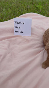 Paisley's Pink Collar
