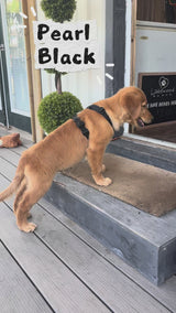 Pearl's Black Collar Male
