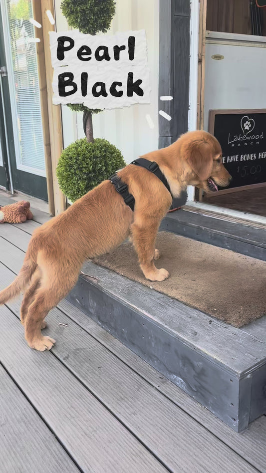 Pearl's Black Collar Male