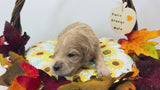 Paris Orange Collar Male