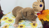 Paris Blue Collar Male