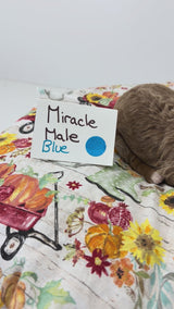 Miracles Blue Collar Male