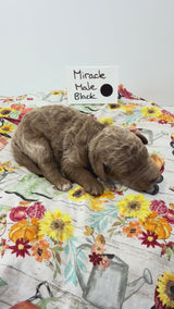 Miracles Black Collar Male