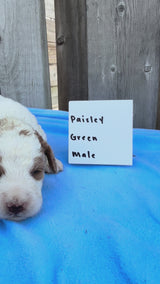 Paisley's Green Collar